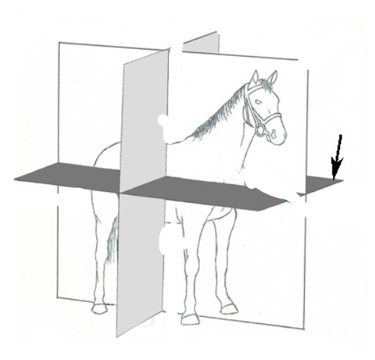 <p>Transverse</p>