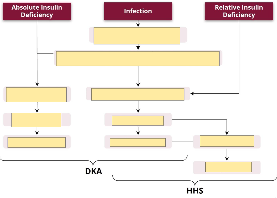 <p>pathogenesis of DKA and HHS</p>
