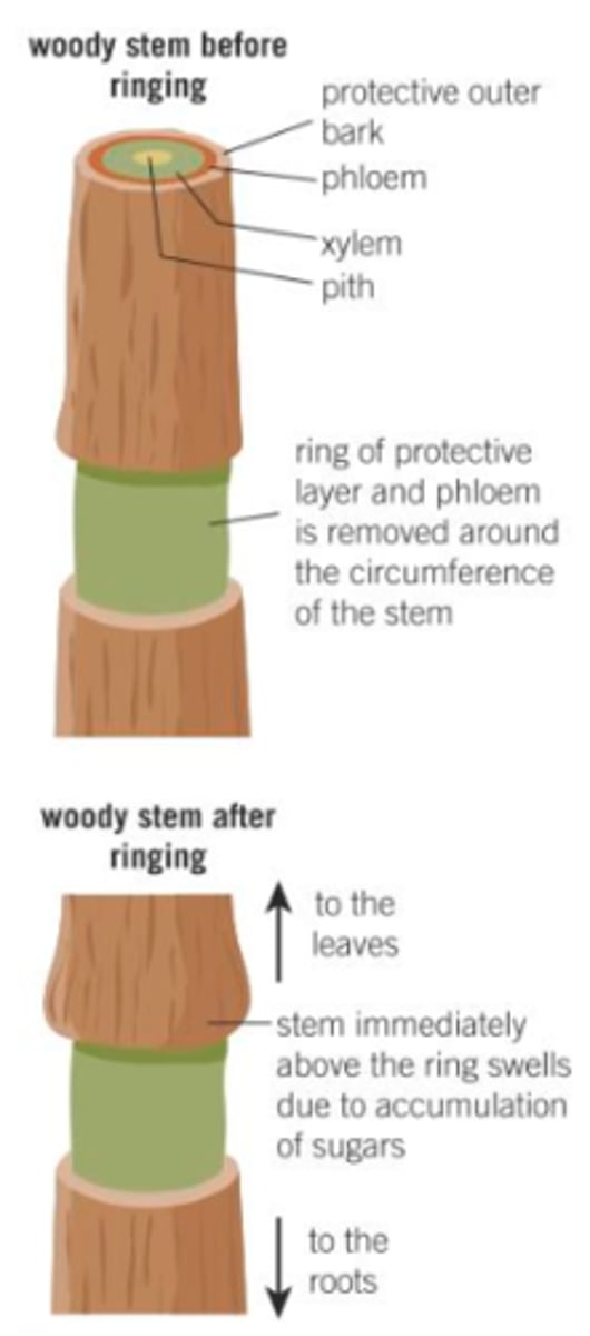 <p>Overtime the tissues above the missing ring swell with sucrose solution and the tissue below dies.</p>