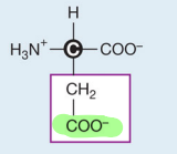 <p>Aspartic acid (Negative)</p>