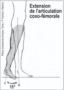 <p>Extension de l’articulation coxo-fémorale</p>