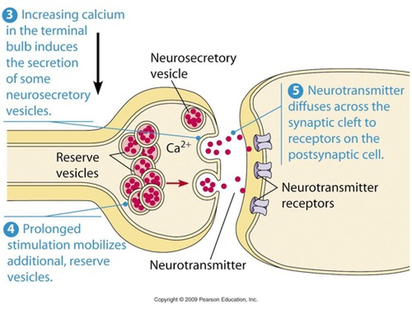 <p>Ca2+ diffuses into the presynaptic cell and causes synaptic vesicles to fuse with the presynaptic membrane, releasing neurotransmitters.</p>