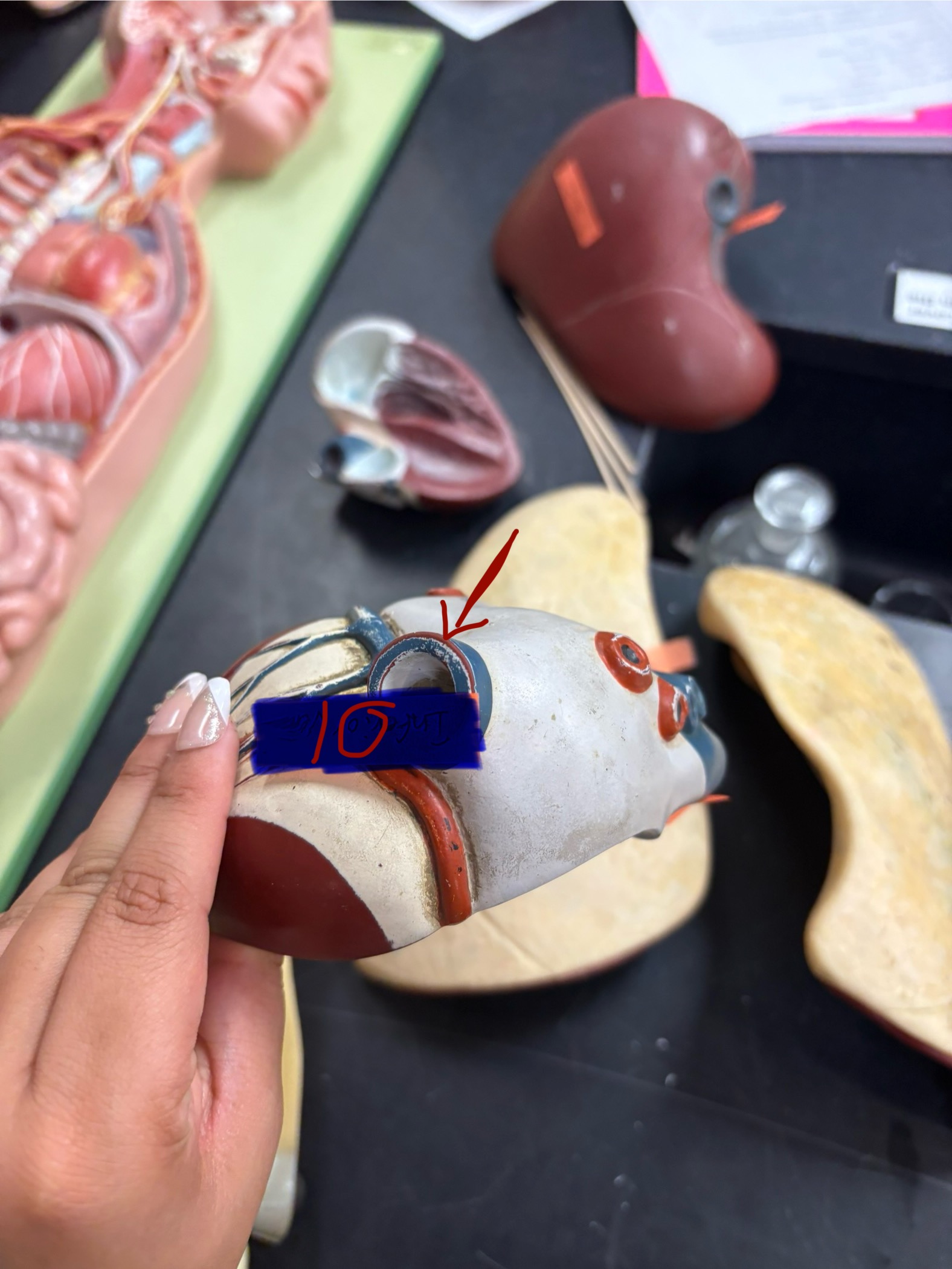 <p>What is the organ for number 10? And what organ system is it apart of?</p>