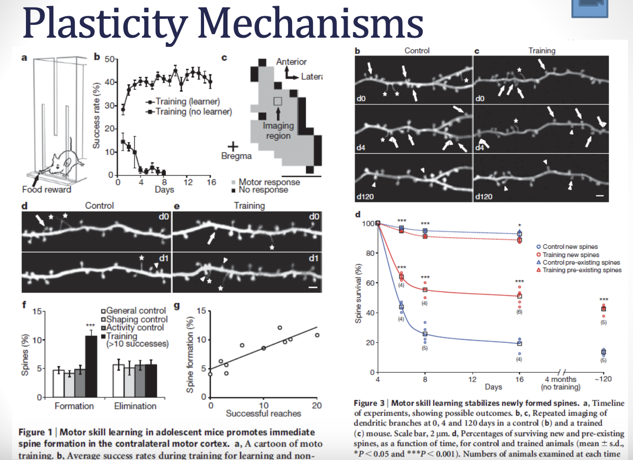 <p><strong><u>***describe the neural mechanisms related to plasticity</u></strong></p><ul><li><p><strong><u>dendritic branching/spine formation and elimination</u></strong></p></li></ul><p></p>