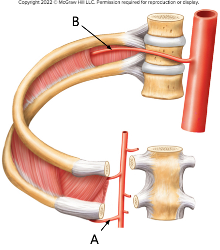 <p><span>This diagram focuses on arteries that supply the thoracic wall. The artery indicated by arrow A is the Blank______ intercostal artery; the artery indicated by arrow B is the Blank______ intercostal artery.</span></p>