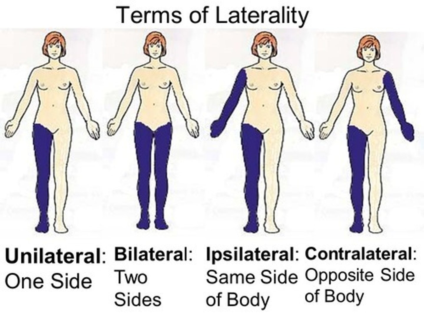 <p>on the same side of the body as another structure</p>