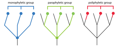 <p>pertaining to a group that consist of multiple distantly related organisms, and DOES NOT include the common ancestor of the gorup</p><p></p>