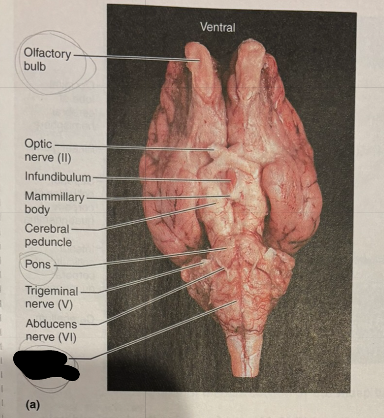 knowt flashcard image