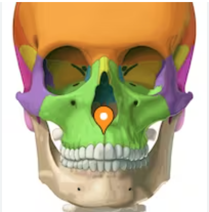 <p>line above the two front teeth on maxilla </p><p>divides maxilla and teeth </p>
