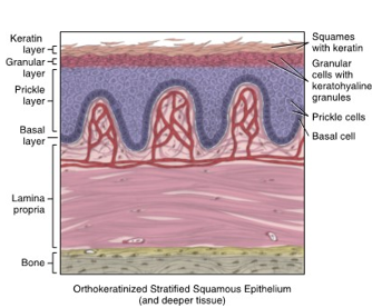 <ul><li><p>noted for rubbery surface texture and resiliency</p></li><li><p>includes hard palate, attached gingiva, and dorsal surface of tongue</p></li><li><p>associated with orthokeratinized statified squamous epithelium parakeratinized stratified squamous epithelium</p></li><li><p>absent submucosa </p></li></ul><p></p>