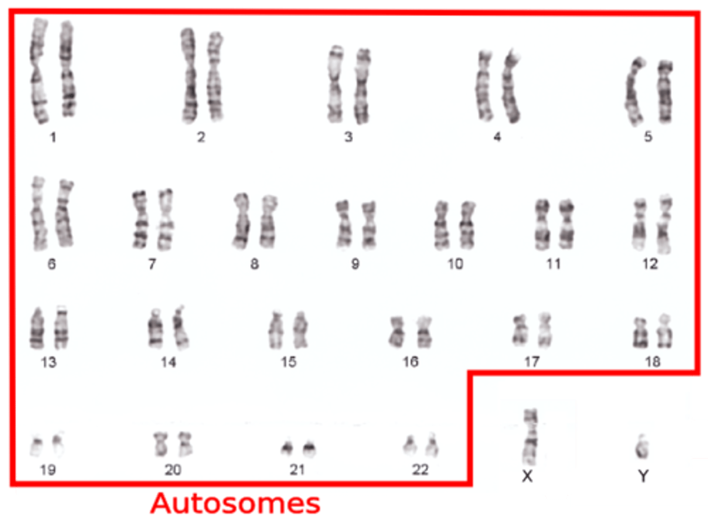 <p>All chromosomes, except the sex chromosomes, that occur in pairs in all somatic cells</p>