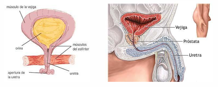 <p>A través de la cual se vacía al exterior la orina almacenada en la vejiga. </p><p>La anatomía de la uretra difiere entre varones y mujeres. La uretra femenina humana es corta, de unos 5 cm de longitud y el los hombres mide 20-25 cm. </p><p>Esta tapizada por:</p><ul><li><p> urotelio en la parte más proximal </p></li><li><p>epitelio escamoso no queratinizante en la porción más distal y </p></li><li><p>su lámina propia posee glándulas secretores de moco (glándulas Skene en la mujer, de Littre en el hombre).</p></li></ul><p></p>