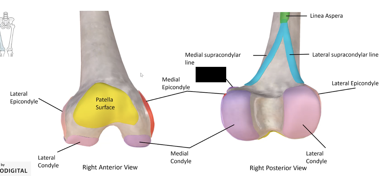 <p>The small bump on the medial epicondyle of the femur important for muscle attachment. </p>