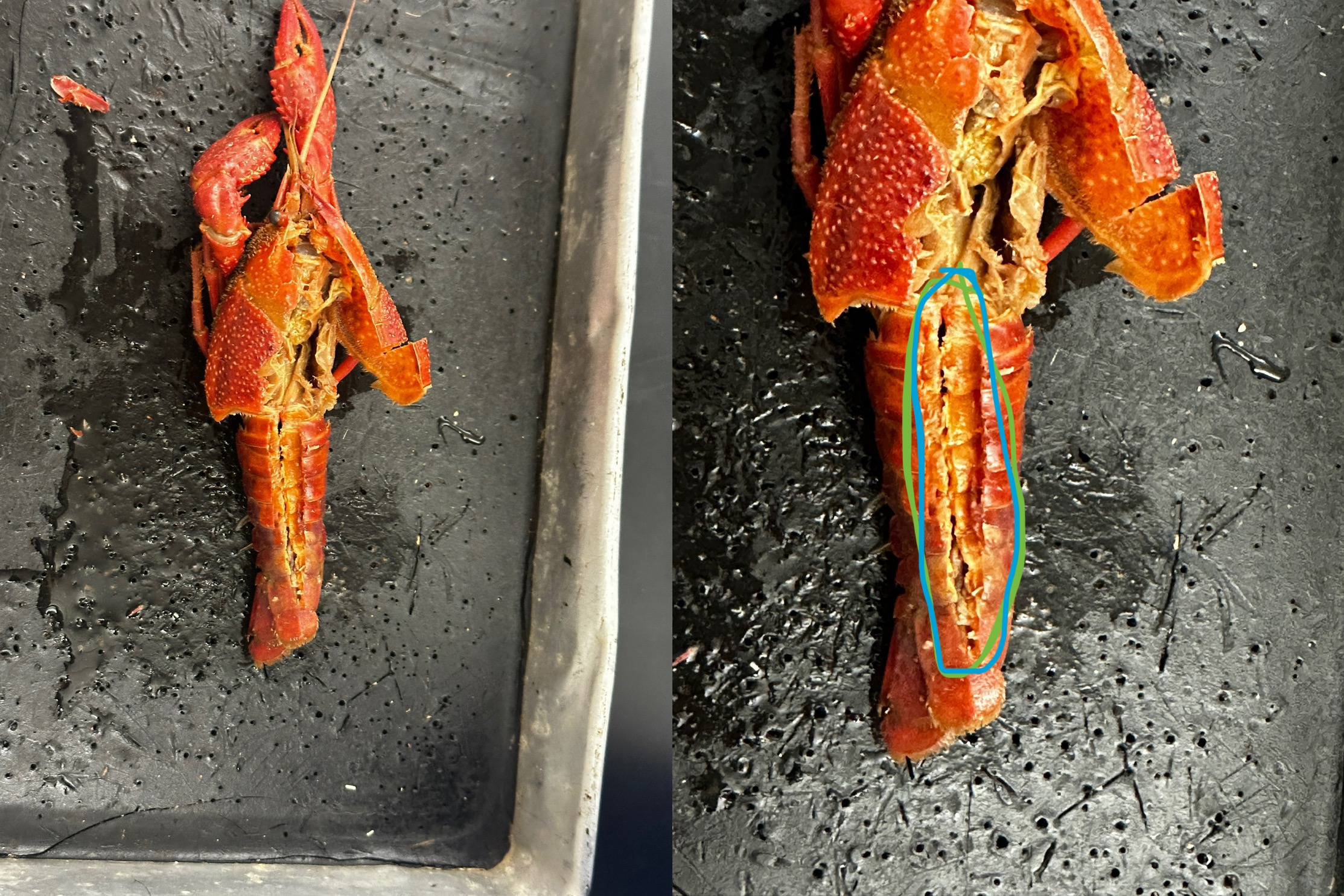 <p>Intestines</p><p>Grouping: Protostome</p><p>Grouping: Ecdysozoa</p><p>Phylum: Arthropoda</p><p>Subphylum: Crustacea</p><p>Class: Malacostraca</p><p>Order: Decapoda</p>