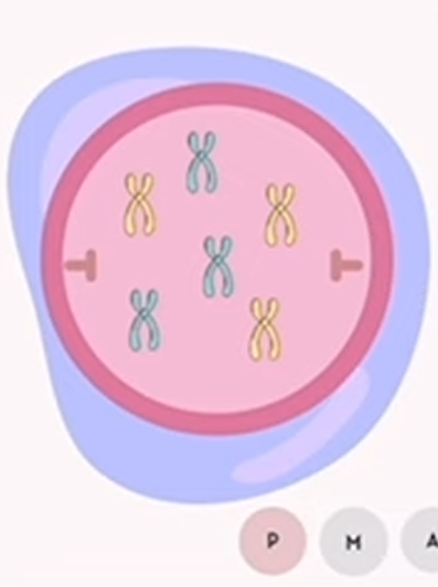 <p>mitosis: prophase</p>