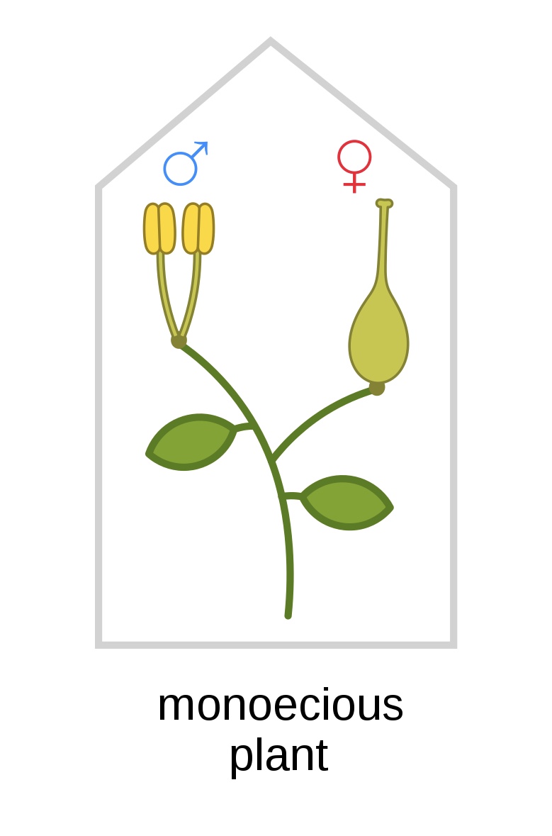 <p>Having female and male reproductive structures on the same plant.</p>