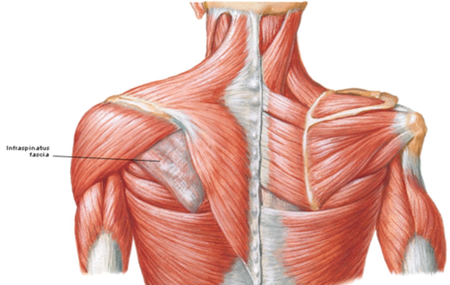 <p>•Deltoid fascia</p><p>•Supraspinous and infraspinous fascias</p>