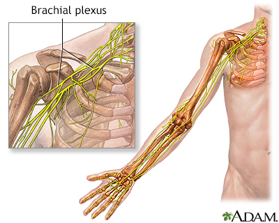 <p>A. brachial plexus.</p>