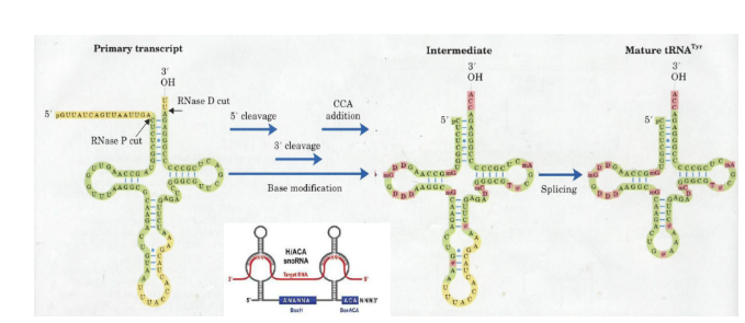 <p>processed in part by RNP ribozyme (RNase P).  Base modifications are guided by snoRNA (small nucleolar RNA). A single intron is removed via an endonuclease and ligase.</p>