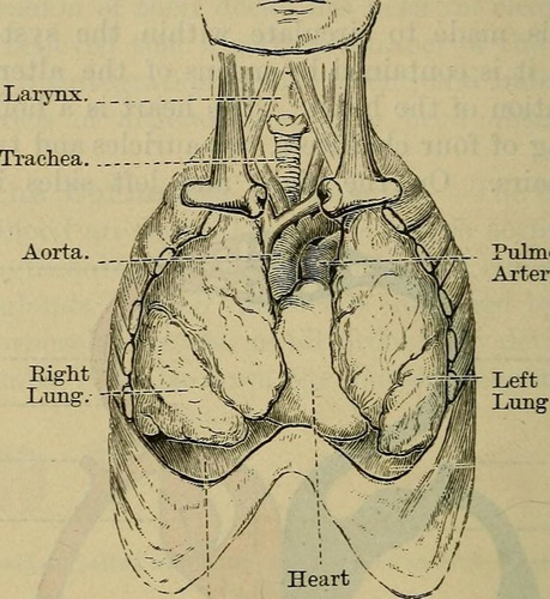 <p>is the outermost layer and forms the sac around the heart.</p>
