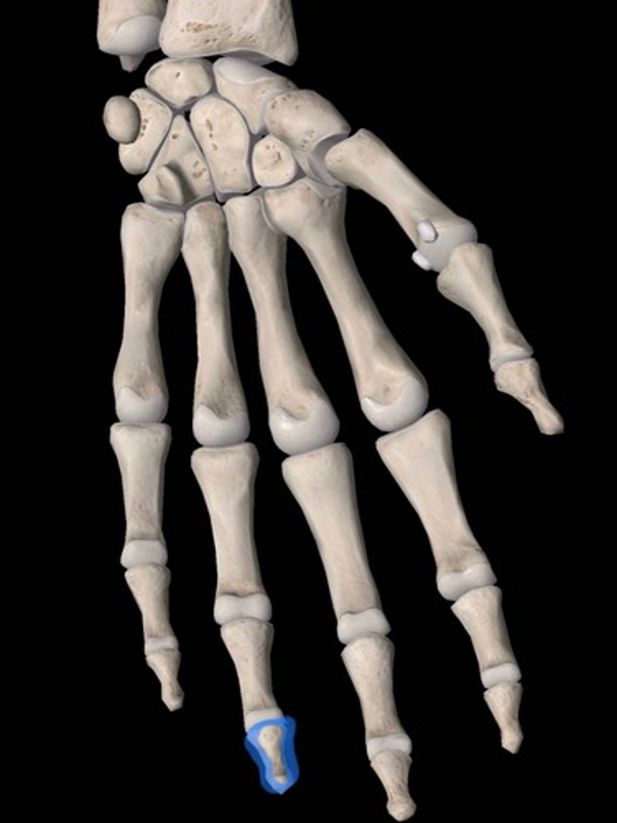 <p>bone</p>