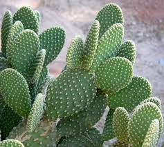 <p><em>Opuntia</em></p>