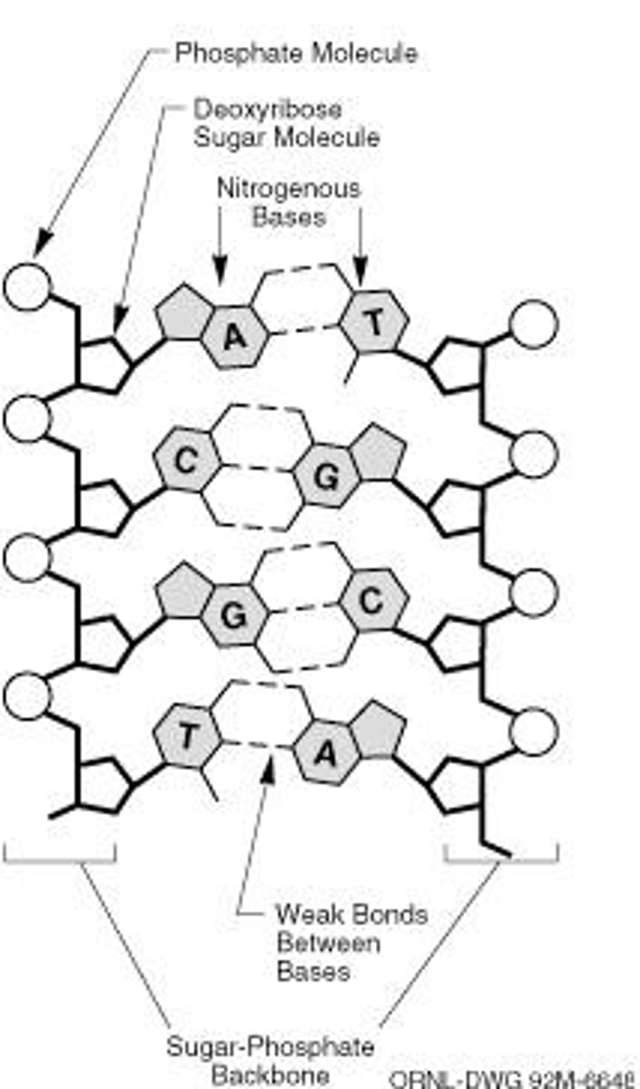 <p>C6H12O6 + 6O2 ⇒ 6CO2 + 6H2O + ENERGY (36 ATP)</p>