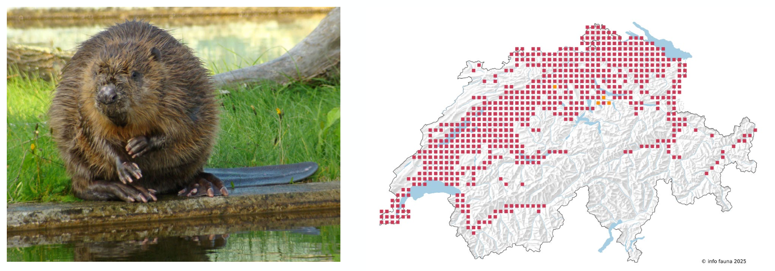 <p><strong>Biologie</strong></p><p class="p1"><span style="line-height: normal;"><span>− </span></span>Nahrung: rein vegetarisch, fressen alles was grün ist (über 150 Pflanzen)</p><p class="p1"><span style="line-height: normal;"><span>− </span></span>dämmerungs- und nachtaktiv</p><p class="p1"><span style="line-height: normal;"><span>− </span></span>ist das ganze Jahr über aktiv</p><p class="p1"><span style="line-height: normal;"><span>− </span></span>Paarungszeit Januar - März, 1 Wurf mit 2-4 Jungen</p><p class="p1"><span style="line-height: normal;"><span>− </span></span>Bei Gefahr kann der Biber bis zu 15 Minuten unter Wasser bleiben, normal sind jedoch 2-3 Minuten</p><p class="p1">(Herzschlagfrequenz unter Wasser bis zu 20% reduziert).</p><p class="p1"><strong>Vorkommen</strong></p><p class="p1"><span style="line-height: normal;"><span>− </span></span>Seen, Weiher, Flüsse und Bäche meist unter 700 m ü. M.</p>