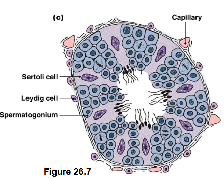 <p>Sperm is produced in the testis of males.</p><p>Sperm is surrounded by its external environment.</p><ul><li><p>The scrotum and capillaries maintain the temperatures of the sperm, allowing it to be at 2-3 degrees lower than body temperature.</p></li></ul><p>Sertoli cells or sustentacular cells support sperm development.</p><ul><li><p>Since developing sperm in the seminiferous tubules can't access blood nutrients directly, Sertoli cells give the sperm their nutrients and take away their waste.</p></li><li><p>Also provide tight junctions to create the blood-testis barrier → prevents immune cells from detecting developing sperm cells and killing them.</p></li></ul><p>Leydig cells or interstitial cells secrete testosterone.</p><p></p><p>FSH and LH have roles in male reproduction.</p><ul><li><p>FSH → Sertoli cell receptor → signaling cascade → production of cell products → Androgen binding proteins (ABP) → help concentrate androgens in the testis. The cell products can also → inhibin instead →inhibits FSH release</p></li><li><p>LH → Stimulates Leydig cells → secrete testosterone → has secondary effects in the body + goes to sertoli cells. Testosterone can also inhibit LH and GnRH</p><p></p></li></ul><p></p>