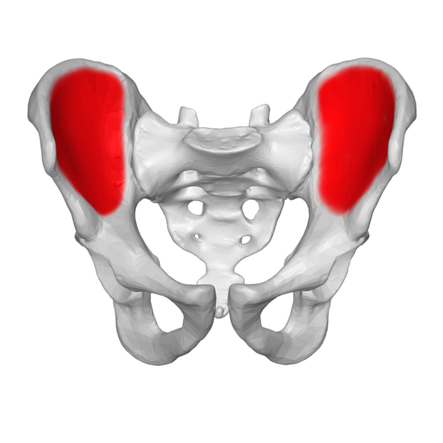 <p><span style="font-family: Arial, sans-serif">Name the bone marking shaded in red:</span></p>