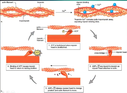 <ul><li><p><span>In normal resting, noncontracted state have actin and myosin tropomyosin</span></p><ul><li><p><span>Tropomyosin covers the myosin binding sites</span></p></li><li><p><span>Have to move it off to allow actin and myosin to bind</span></p></li></ul></li><li><p><span>Calcium binds to tropomyosin and pulls it off so myosin binding sites are open</span></p></li><li><p><span>Myosin only binds to those sites when it has ADP bound to it</span></p></li><li><p><span>When actin and myosin bind, ADP is released, causing movement of actin and myosin and get sliding of muscle filaments against each other</span></p></li><li><p><span>In order to release and get ready to do this again, ATP must bind to myosin</span></p></li><li><p><span>When ATP binds to myosin it releases actin and its ready to rebind again</span></p></li><li><p><span>ATP is dephosphorylated to become ADP/myosin complex</span></p></li></ul><p></p>