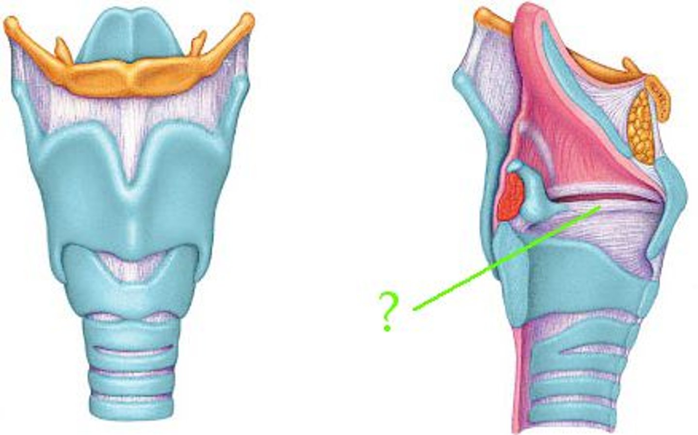 <p>Identify the indicated structure.</p>