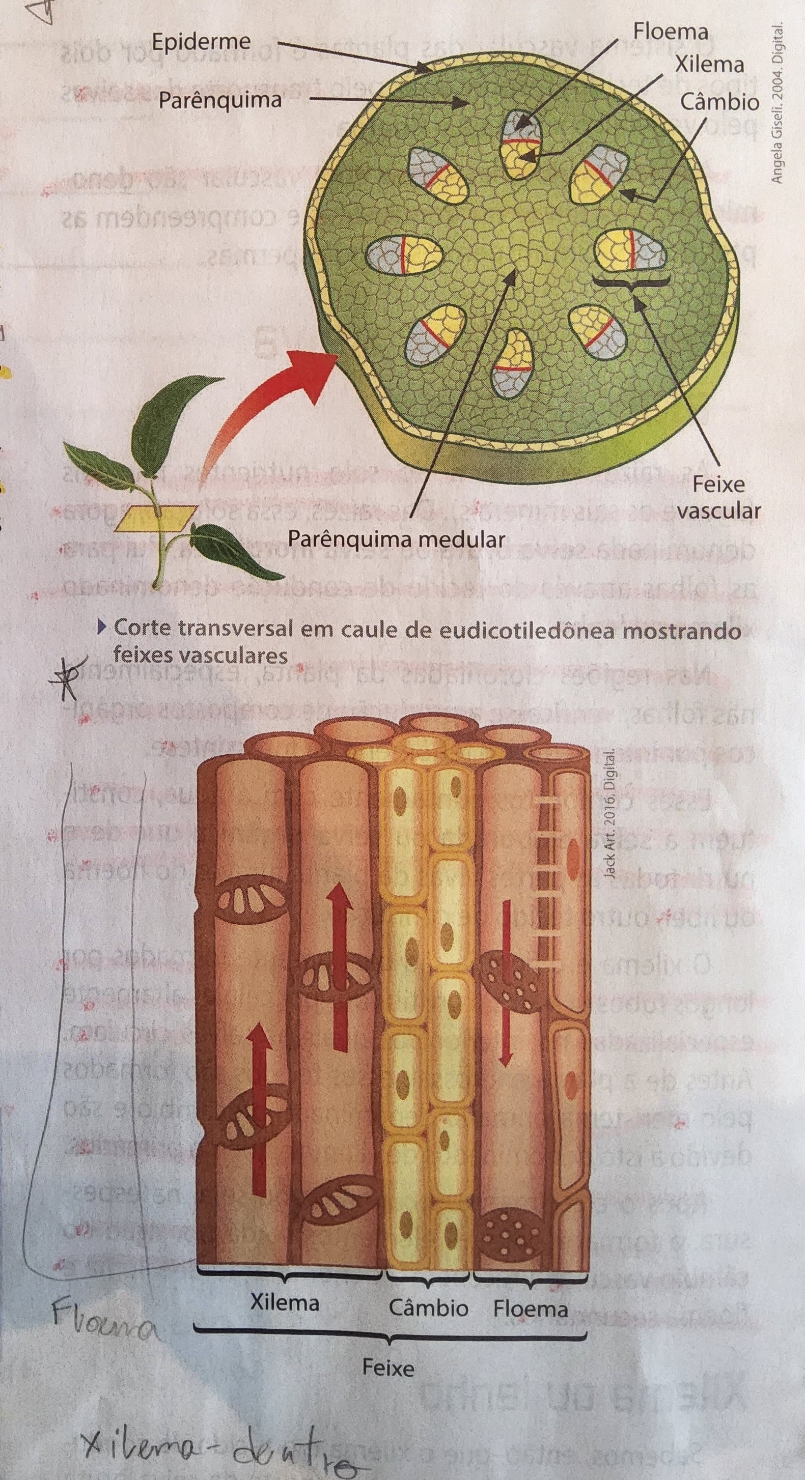 * gavetinhas
* células isoladas
* ocorrem entre os parênquimas ou como diferenciações da epiderme
  * drusas ou ráfides - oxalato de cálcio
  * cistólito - carbonato de cálcio