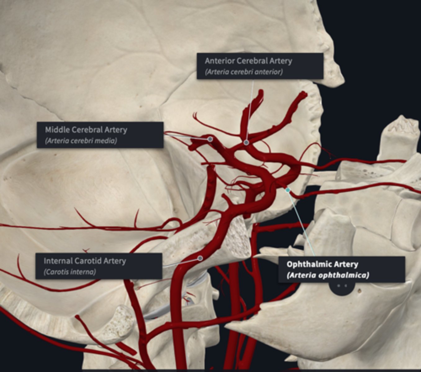 <p>What are the Internal Carotid artery branches? (3)</p>
