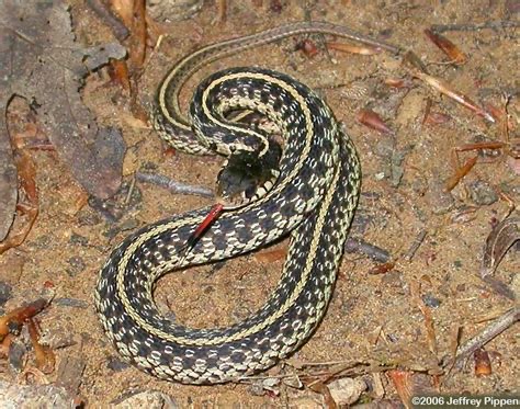 <p>Eastern garter snake</p>