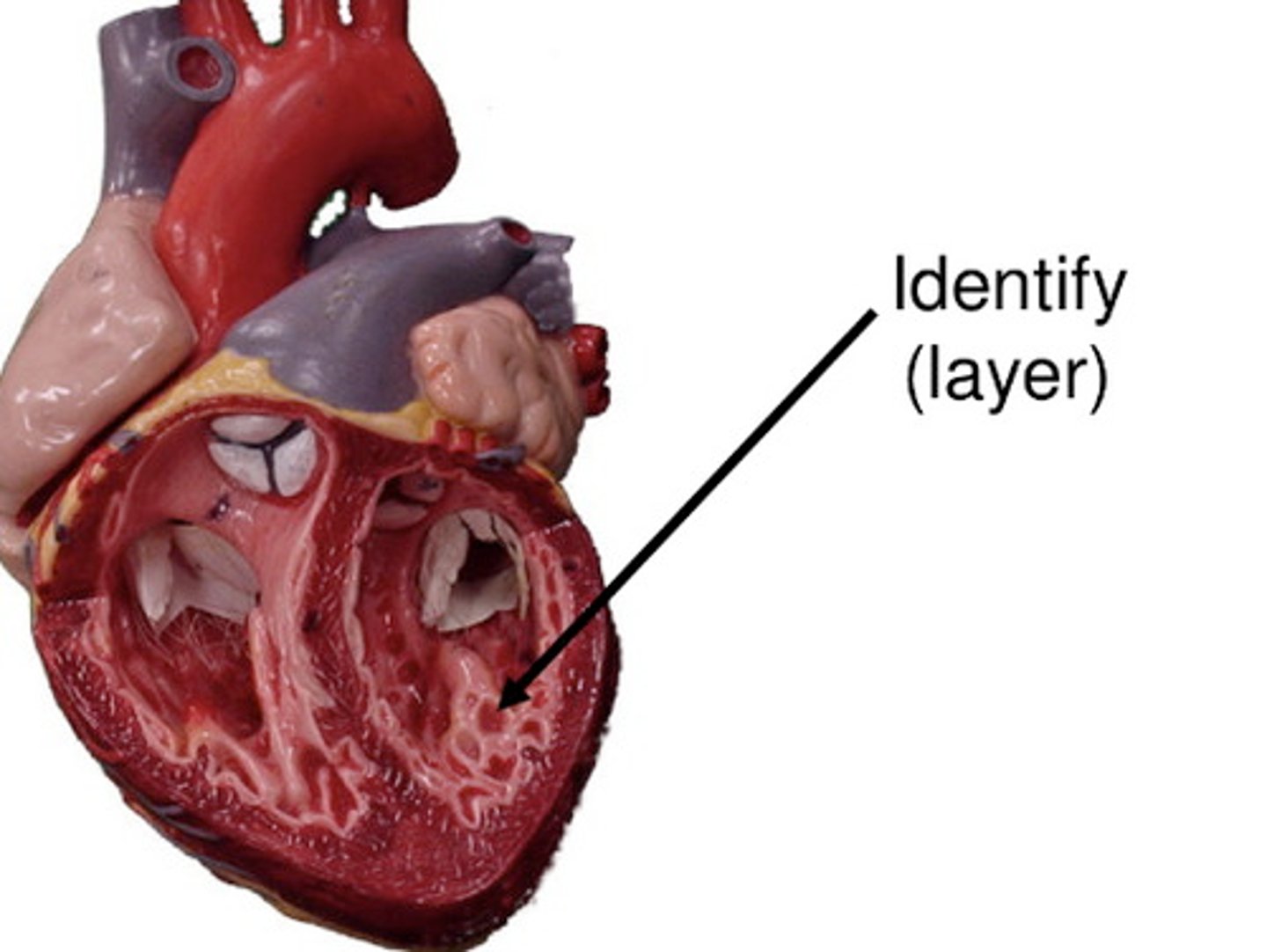 <p>membrane lining the cavities of the heart</p>