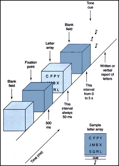 <p>IMPORTANT FOR MIDTERM</p><p>Ionic/visual sensory memory → initial storage and duration</p><p>_____________ - <span>results of these experiments suggested that the human visual system is capable of retaining information even if the exposure is very brief. The reason so few letters could be recalled,</span></p><ul><li><p><span><strong>Because this type of memory is so fleeting.</strong></span></p><ul><li><p><span><strong><em>Whole Report Condition</em></strong>: participants had to free recall the letters (Recall as many as they could from the <u>whole</u> array)</span></p></li><li><p><span><strong><em>Partial Report Condition</em></strong>: participants were cued to recall either the top, middle, or bottom row of the array.</span></p></li></ul></li></ul><p></p>