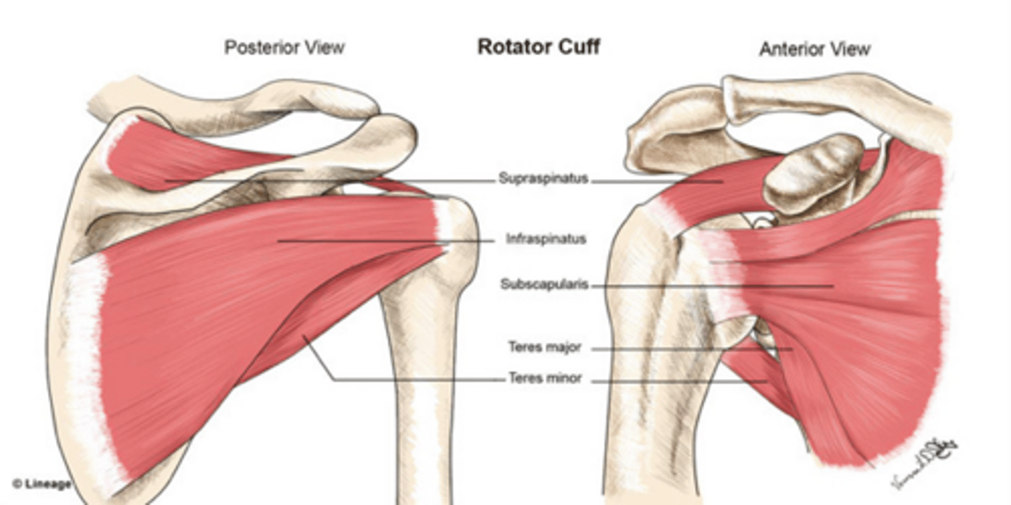 <p>SITS!</p><p>- Supraspinatus</p><p>- Infraspinatus</p><p>- Teres minor</p><p>- Subscapularis</p>