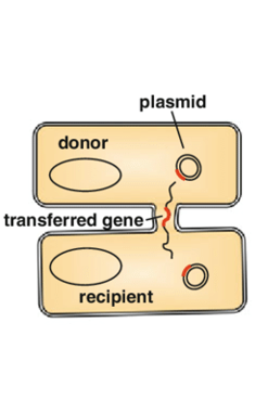<p>Which mechanism of horizontal gene transfer in bacteria is best described:</p><ul><li><p><strong>Via sex pili through conjugation tube formation</strong></p><p></p></li><li><p><strong>Usually plasmids acquired for antibiotic resistance</strong></p><p></p></li></ul><p>a) Transduction</p><p>b) Conjugation</p><p>c) Transformation</p><p>d) All of the Above</p><p>e) None of the Above</p>