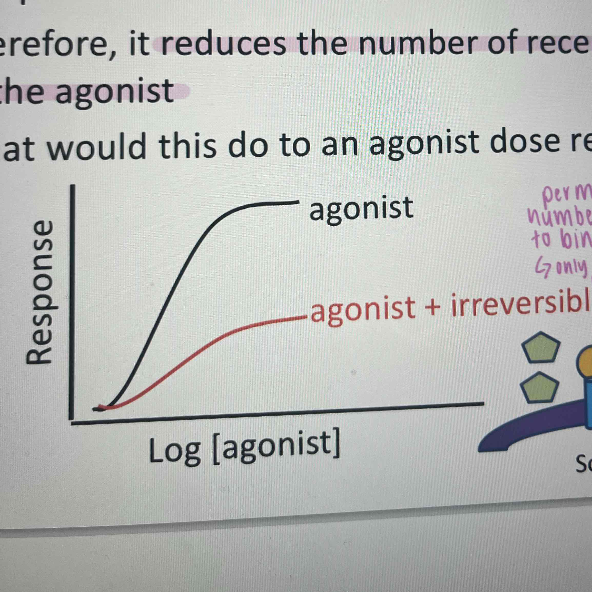 <p>bind covalently to the receptor- reduces number of receptors available for the agonist- only way to overcome is to insert more receptors into the membrane</p>