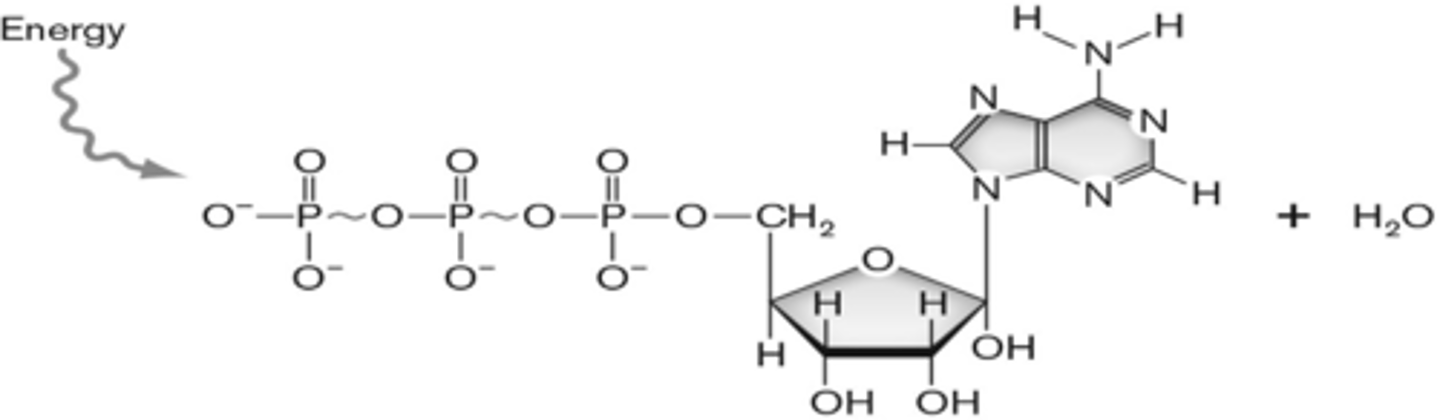 <p>ATP</p>