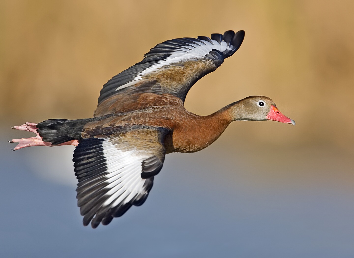 <p>What bird is this?</p>