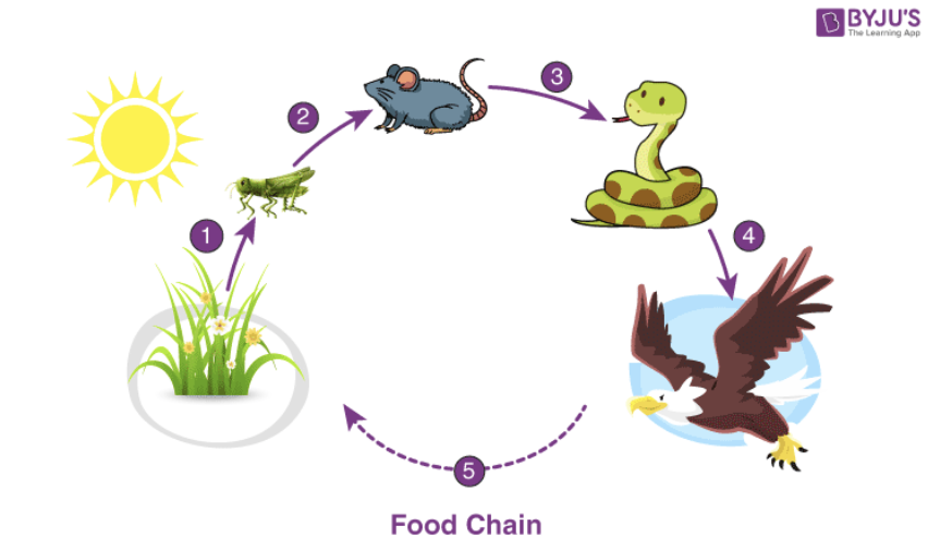 <p>shows what is eaten by what </p>