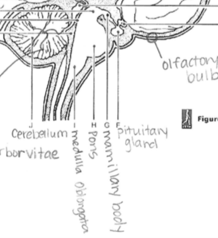 <p>Relays messages between the cerebrum and cerebellum; involved in sleep and respiration.</p>