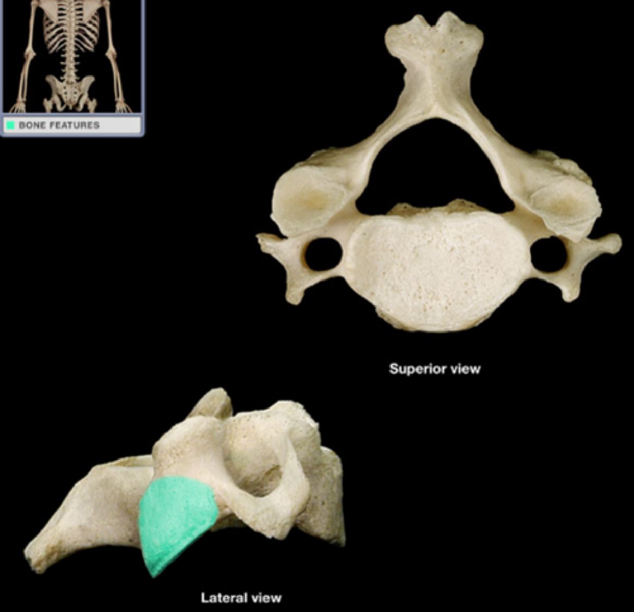 knowt flashcard image