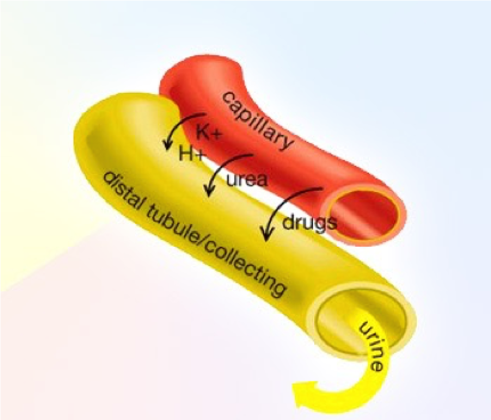 <p>•Tubular secretion is a <u>passive or active process</u> in which selected substances in the blood are moved into the filtrate.</p>