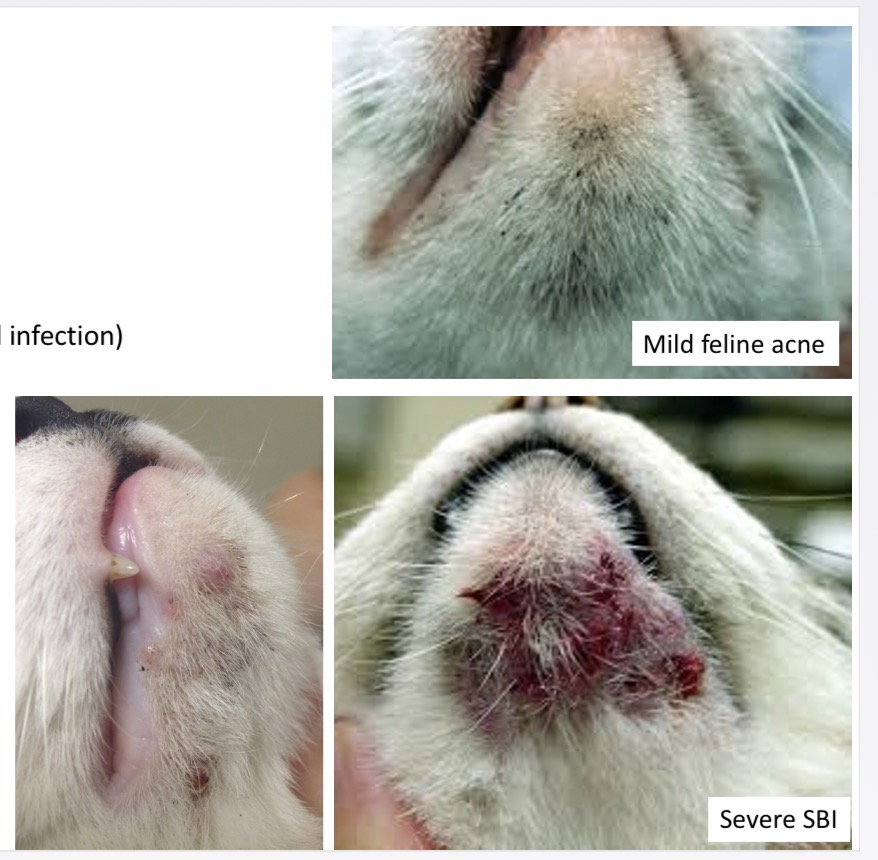 <p>Feline acne - Distribution </p>