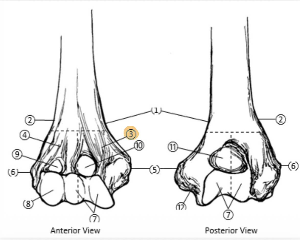<p>(forearm&hand) On the Distal end of the Humerus, which part is highlighted (3)?</p>