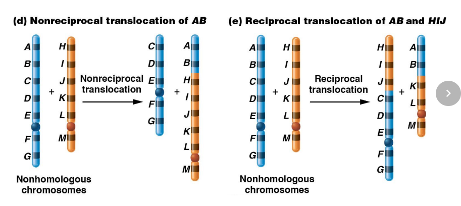 Translocations alter location of chromosomal segments in genome

\
consequences similar to inversion. No genetic material is lost, just rearranged in incorrect order

\
semi-sterility observed in gamete creation, along with balanced and unbalanced gametes being produced. 50% of gametes made are abnormal and unable to produce offspring