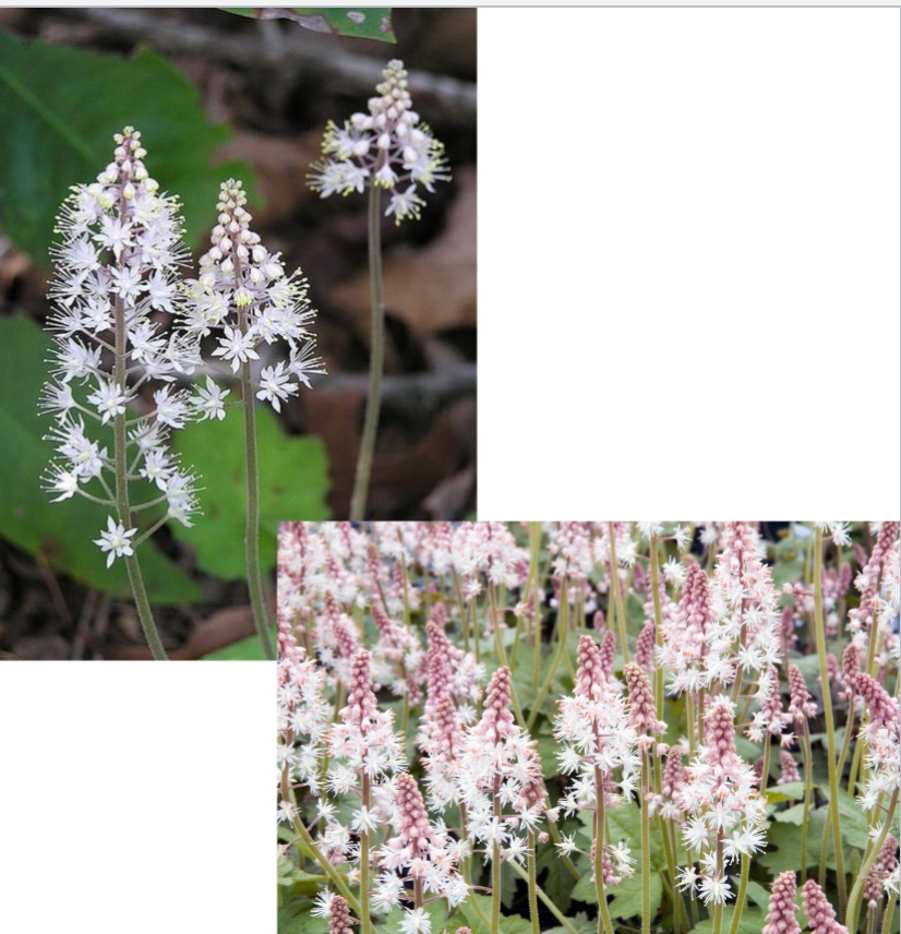<p>Part to full shade</p><p>Groundcover</p>